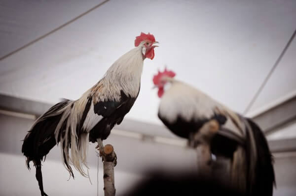 Wystawa Kur Ozdobnych 2010 | Blue City